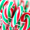 CANES.png image by Dimpledone2001
